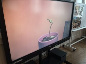 monitor z kadrem rosnącej fasolki