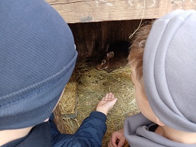 Dwoje dzieci stoi przy klatce z królikiem