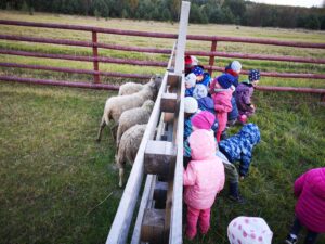 grupa dzieci karmi owce przez płot