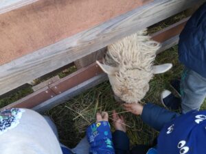 dzieci karmią owcę przez płot
