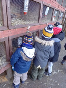 dzieci oglądają króliki