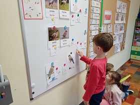 Chłopiec wskazuje palcem na obrazki ptaków znajdujące się na tablicy magnetycznej. 