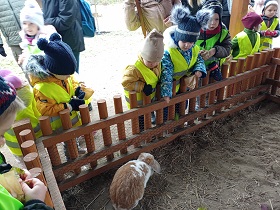 Dzieci w żółtych kamizelkach odblaskowych nachylają się przez płotek do królika i rzucają mu jedzenie.