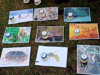 Na trawie leży 9 fotografii zwierząt i owadów. Na zdjęciach znajdują się ponumerowane, szklane słoiczki.