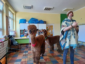 W Sali przedszkolnej i w wydzielonej przez płotek przestrzeni stoją dwie rude alpaki- jedna w czerwonej apaszce, a druga w zielonej. Przed nimi stoi Pan ubrany w ponczo i czapkę z alpaczej wełny. 