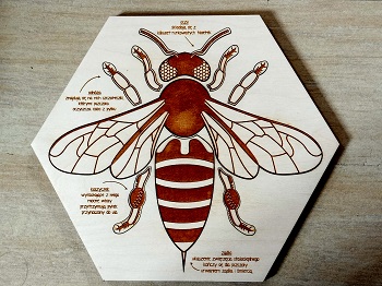 Na zdjeciu widać drewniane puzzle przedstawiające budowę pszczoły. 