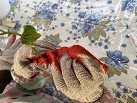 Dłonie w rękawiczkach ogrodniczych trzymają małą roślinkę – fasolkę.