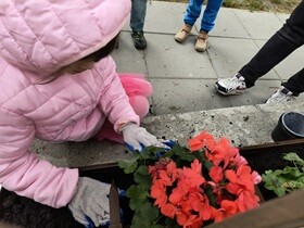 Dziewczynka ma założone rękawiczki i sadzi hortensje do donicy.